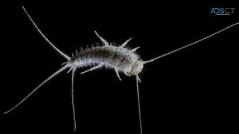 Silverfish Pest Control Canberra