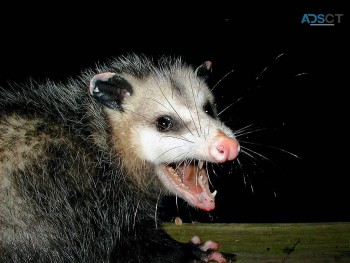 Possum Pest Control Canberra