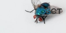Flies Pest Control Brisbane