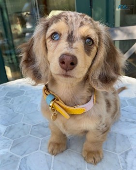 Dachshund Puppies available Now Reg