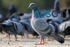 Best Bird Control Brisbane