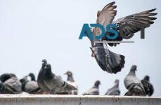 Best Bird Control Brisbane