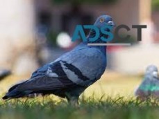 Best Bird Control Brisbane