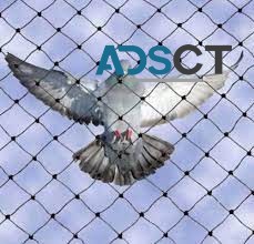 Best Bird Control Brisbane