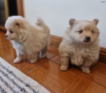 PURE BRED RAW FED POMERANIAN PUPS FOR Sl