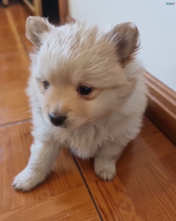 PURE BRED RAW FED POMERANIAN PUPS FOR Sl