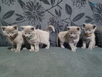 Russian Blue kittens available