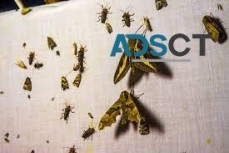 Moth Control in Canberra