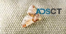 Moth Control in Canberra