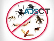 Pest Inspection Perth