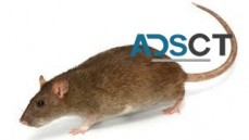 Rodent Treatment Perth