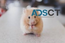 Rodent Treatment Perth