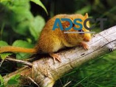 Rodent Treatment Perth