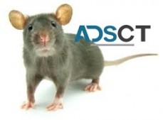 Rodent Treatment Perth