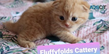 Fluffyfolds Scottish Fold Kittens