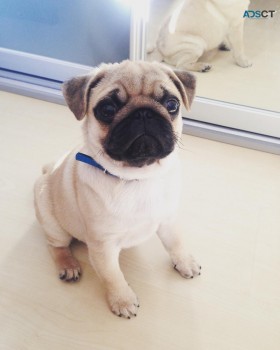 pure breed pug puppy