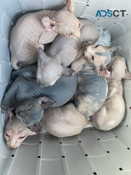 Male And Female Sphynx Kittens