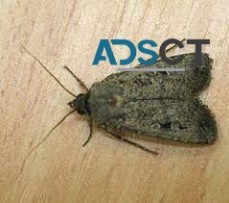 Moth Control in Sydney