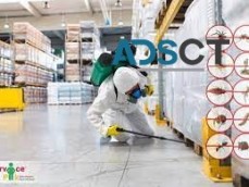 General Pest Control Adelaide