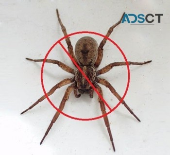 Spider Pest Control Canberra