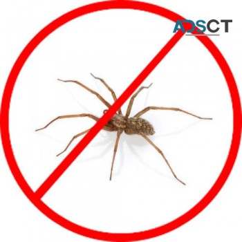Spider Pest Control Canberra
