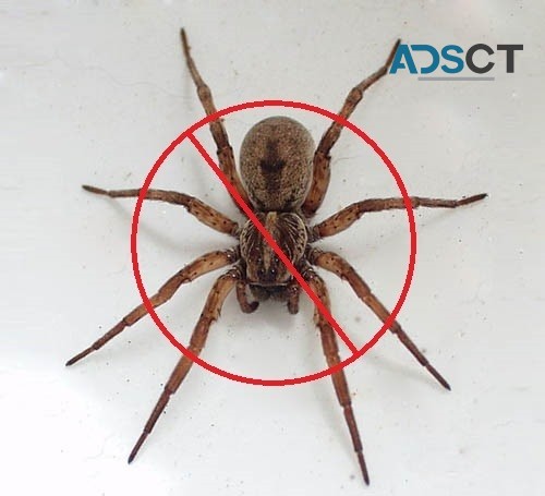 Spider Pest Control Canberra