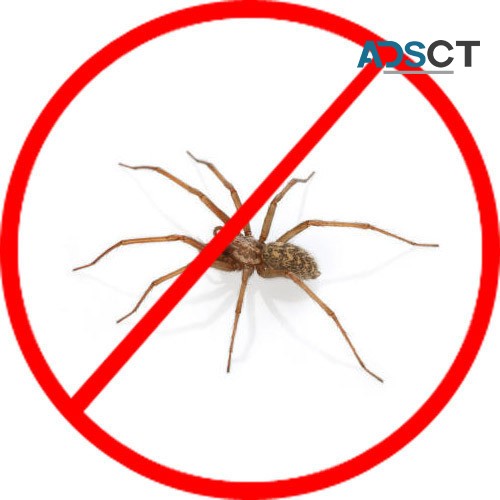 Spider Pest Control Canberra