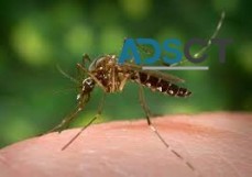 Mosquito Inspection Services Canberra