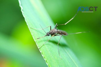 Mosquito Inspection Services Canberra