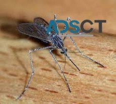 Mosquito Inspection Services Canberra