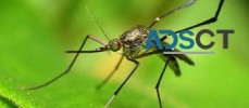 Mosquito Inspection Services Canberra