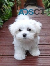 adorable maltese pup