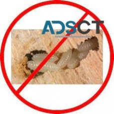 Borer Control Sydney