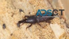 Borer Control Sydney