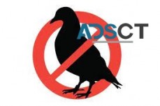 Bird Control Sydney