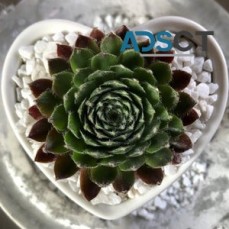 Succulent in a Heart Shaped Pot