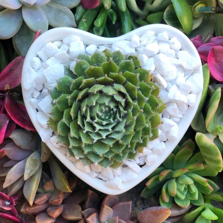Succulent in a Heart Shaped Pot