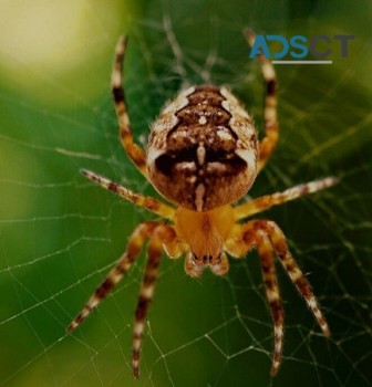 Excellent Spider Pest Control in Sydney