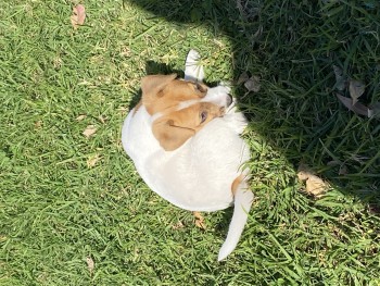 Purebred Jack Russell Puppies 