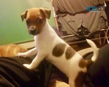 Jack Russell Terriers 