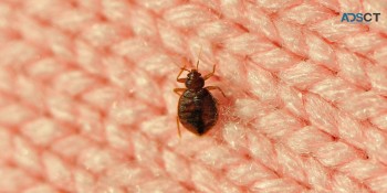 Exit Bed Bugs Control Adelaide