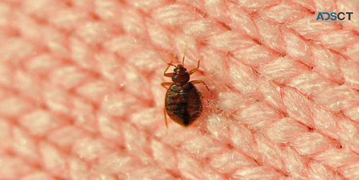 Exit Bed Bugs Control Adelaide