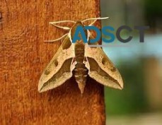 Moth Pest Control Hobart