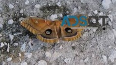 Moth Pest Control Hobart