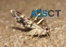 Moth Pest Control Hobart