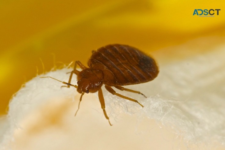 Panther Bed Bugs Control Brisbane