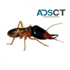 Exit Termite Inspection Melbourne