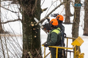 Tree pruning and removal services in ferntree gully | Dynamic Arborist