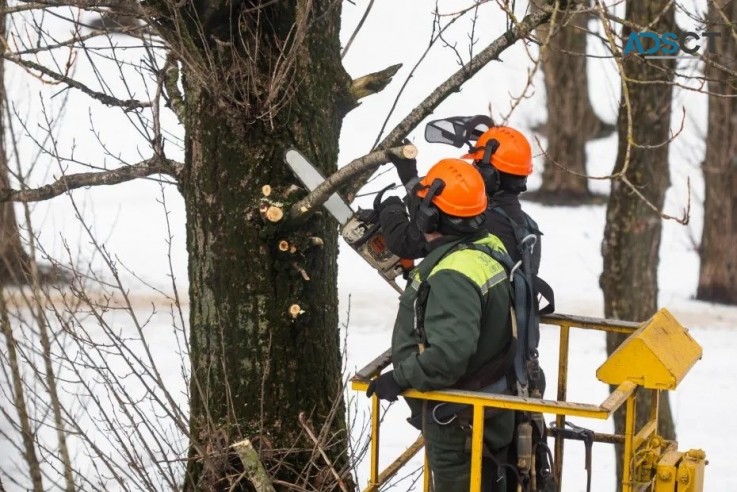 Tree pruning and removal services in ferntree gully | Dynamic Arborist