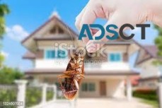 Pest Control Brisbane